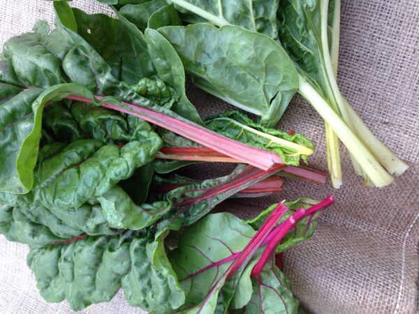 Cold-Climate Vegetable Gardening for the Complete Beginner | SHIFTING ROOTS