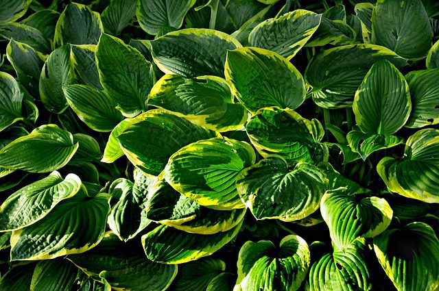 dark green leaves with yellow borders