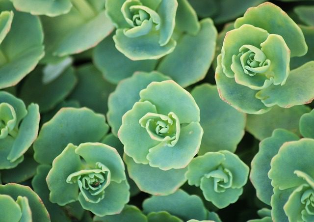 a close up of soft green succulents