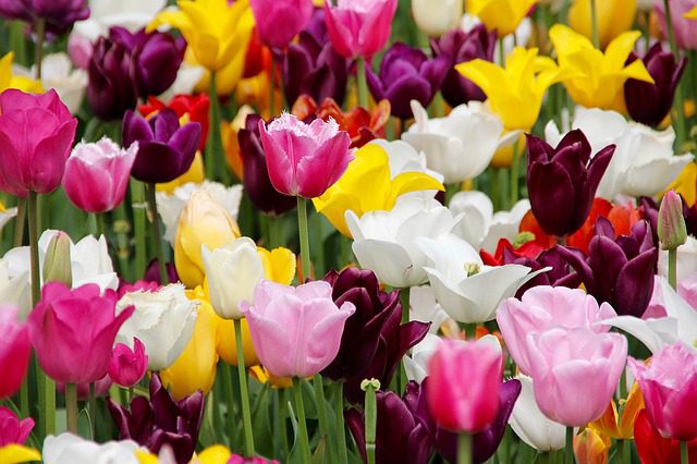 White, pink, burgundy, and yellow tulips.