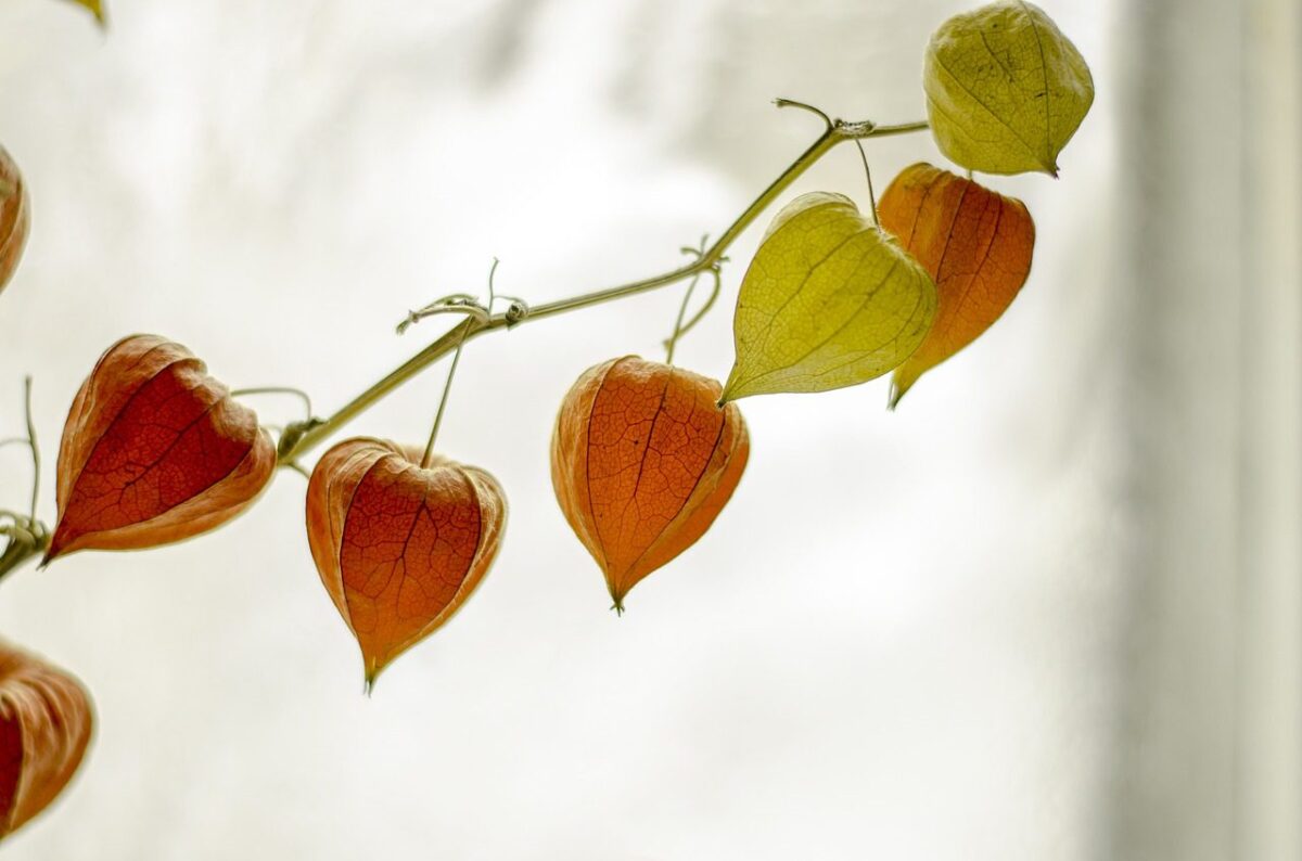 Close-up of a branch of Chinese lantern plants with five hanging lantern-like pods. The pods are heart-shaped, with a mix of orange and green colors. The background is softly blurred, emphasizing the delicate texture and vibrant hues of the pods.