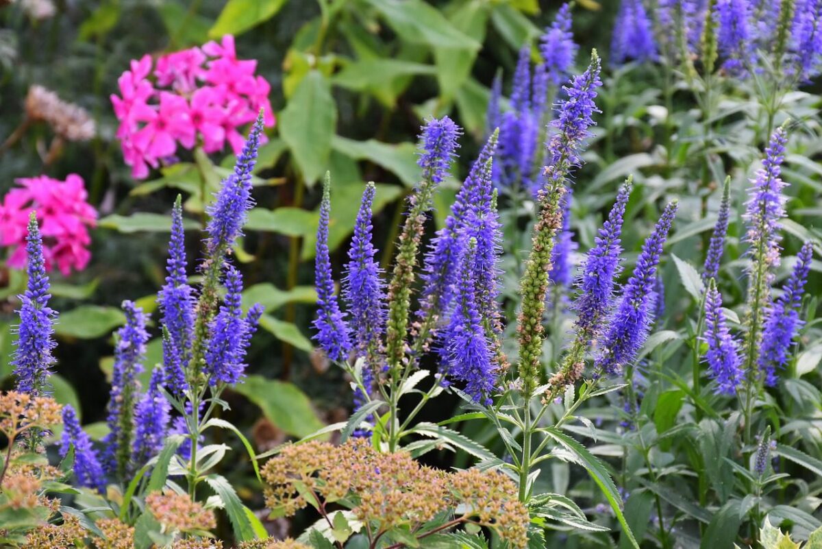A garden scene featuring vibrant blue spiked flowers in the foreground, possibly Veronica spicata, with pink flowers, likely phlox, and green foliage in the background. The mix of colors and textures creates a visually appealing and serene setting.