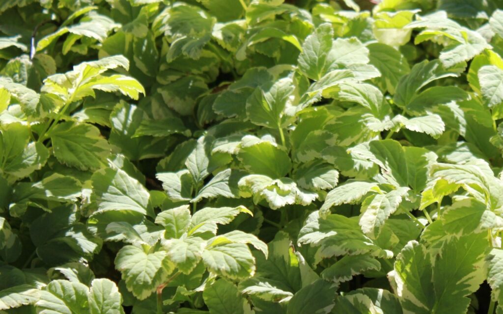 a bed of soft green leaves