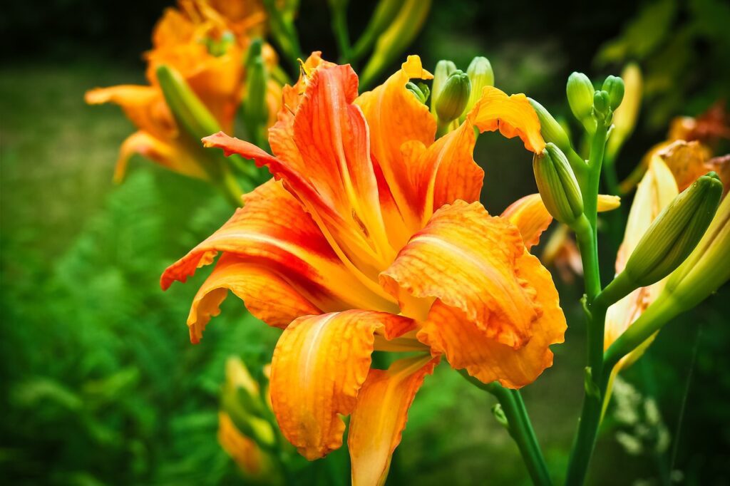 a close up of a flourescent orange lily