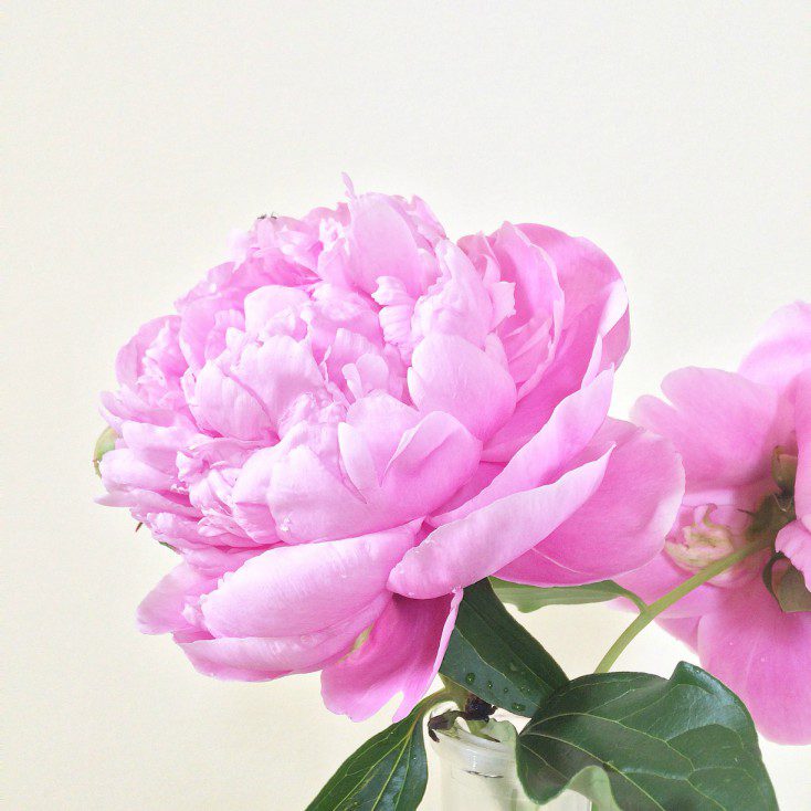 For two weeks every summer I am blessed with gorgeous pink and white peonies. Learn how to grow beautiful peonies in your front yard, the best way to cut them, and how to store them for later. Lots of DIY ideas including bridal bouquets, wedding flowers, fun arrangements, and even some beautiful floral hoop wreaths.