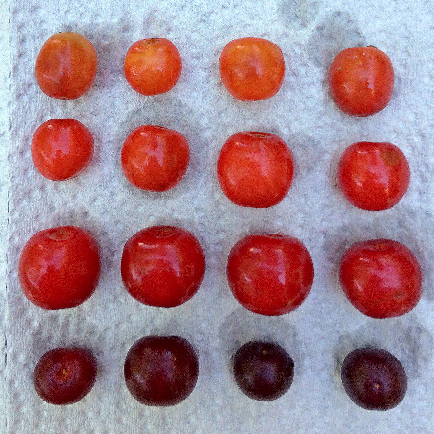 Not sure if your hardy sour cherries are ripe? Here's a quick guide for how to harvest summer fruits and when they're ripe. #sourcherries #summerfruit #berries #cherries #growingfruit
