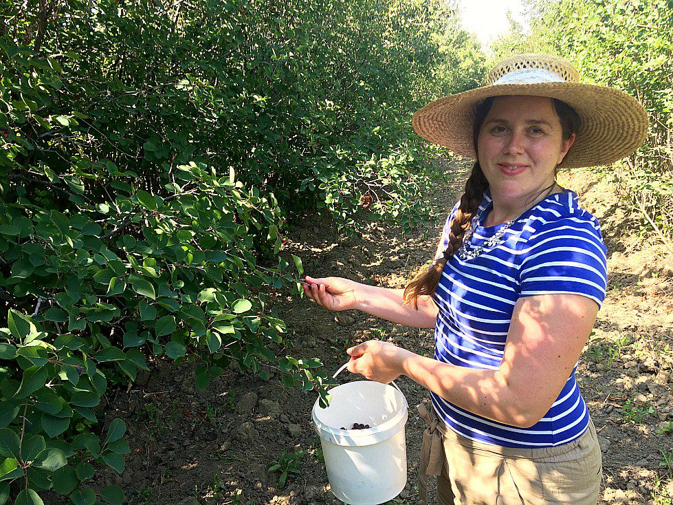 I love going berry picking every summer. Saskatoon berries, blueberries, raspberries, strawberries, sour cherries. . . you name it, I love to pick it. Over the years I've learned that while picking berries is about food security, it's also about love and passing down traditions.