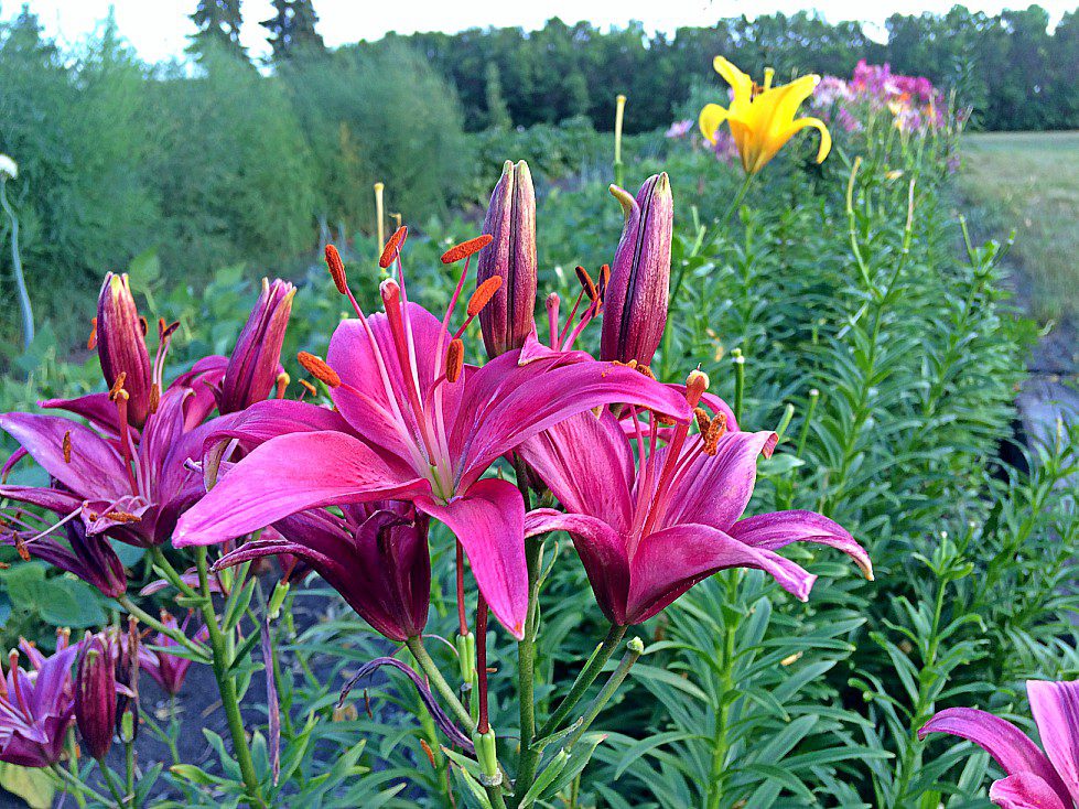 Grow lilies in Saskatchewan zones 2 and 3