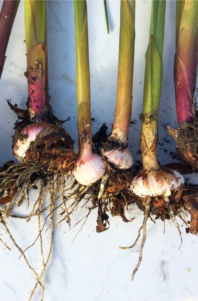 Fall is here but gardening doesn’t stop as soon as Autumn begins!! Here's some good tips for beginners on what do with vegetables, perennial flowers, and annual flowers now, so that you’ll have an easier Spring. Who wouldn't want to enjoy these gladiolus bulbs again? #gardening #tips #beginners #fall #autumn #garden #vegetables #perennials#chores #tasks #gladiolus #bulbs