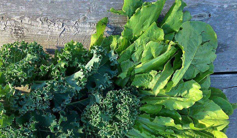 Have you ever wondered how much you can really grow in your urban garden? It might be more than you think! I'm sharing the results of growing vegetables in a tiny garden plot, on my patio in pots, and in a few garden boxes. #urbangardening #gardening #growingvegetables #smallspacegardening #citygardening