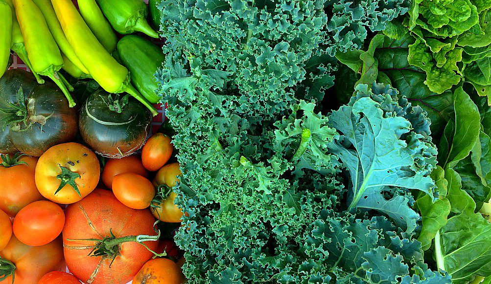 Have you ever wondered how much you can really grow in your urban garden? It might be more than you think! I'm sharing the results of growing vegetables in a tiny garden plot, on my patio in pots, and in a few garden boxes. #urbangardening #gardening #growingvegetables #smallspacegardening #citygardening