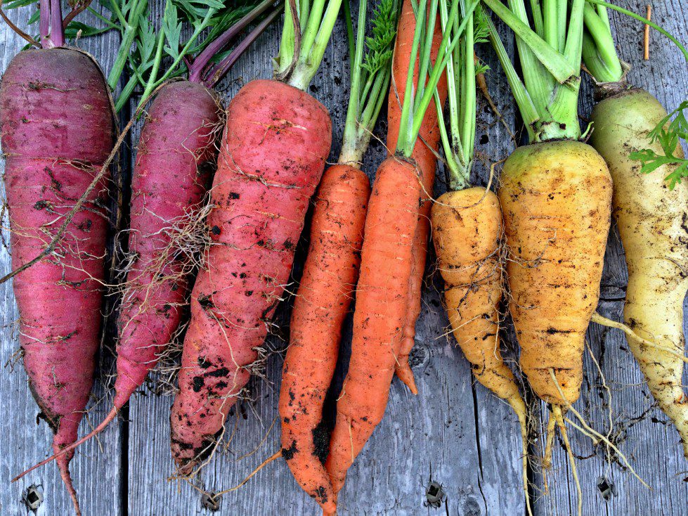 A close-up of assorted freshly harvested carrots in varying colors, including purple, red, orange, yellow, and white, with their green tops still attached, lying on a weathered wooden surface. The carrots have visible dirt and roots.