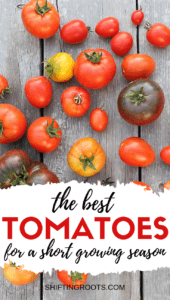 When you live someplace like Canada with a short growing season, it can be tricky to grow tomatoes in your garden. Here's some varieties that will work in a cold climate vegetable garden--even if you're a beginner or you grow in pots and containers. #gardening #tomatoes