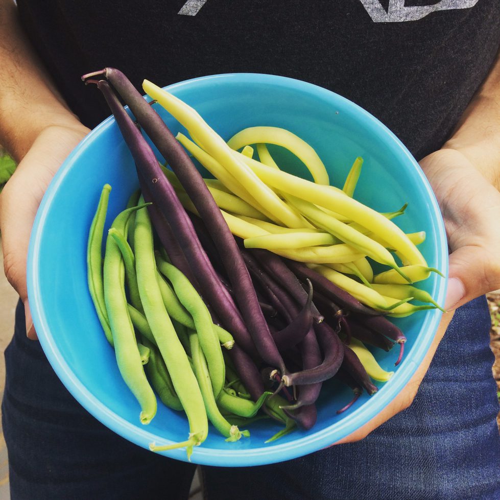 green, purple, and yellow beans in a blue bowl