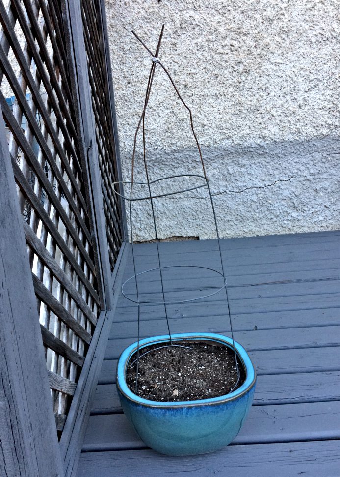 Here's an easy gardening tip for growing sweat peas in pots.  Turn a tomato cage upside down and tie the three ends with a twist tie. #flowergrowing #sweatpeas #tomatocage #growingvertically #containergardening