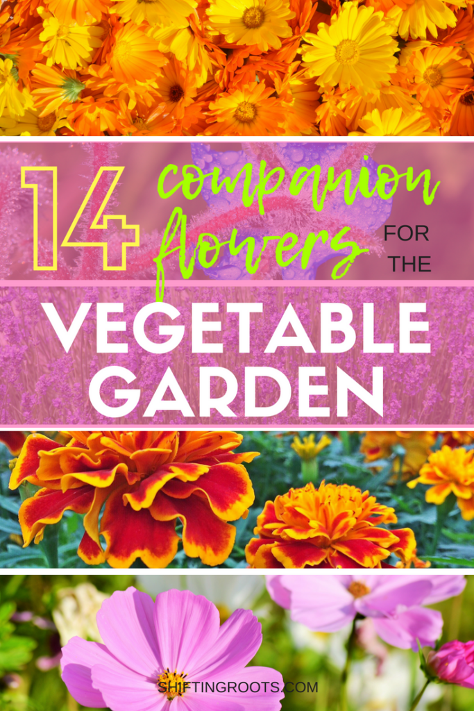 Flowers and vegetables belong in the garden together.  I'll show you the best flowers for companion planing in your yard or raised bed, allowing you to create a layout that keeps the bugs at bay! #gardening #companionplanting #beginnergardening #gardeningtips #flowergardening #flowers #vegetablegardening #flowergardening