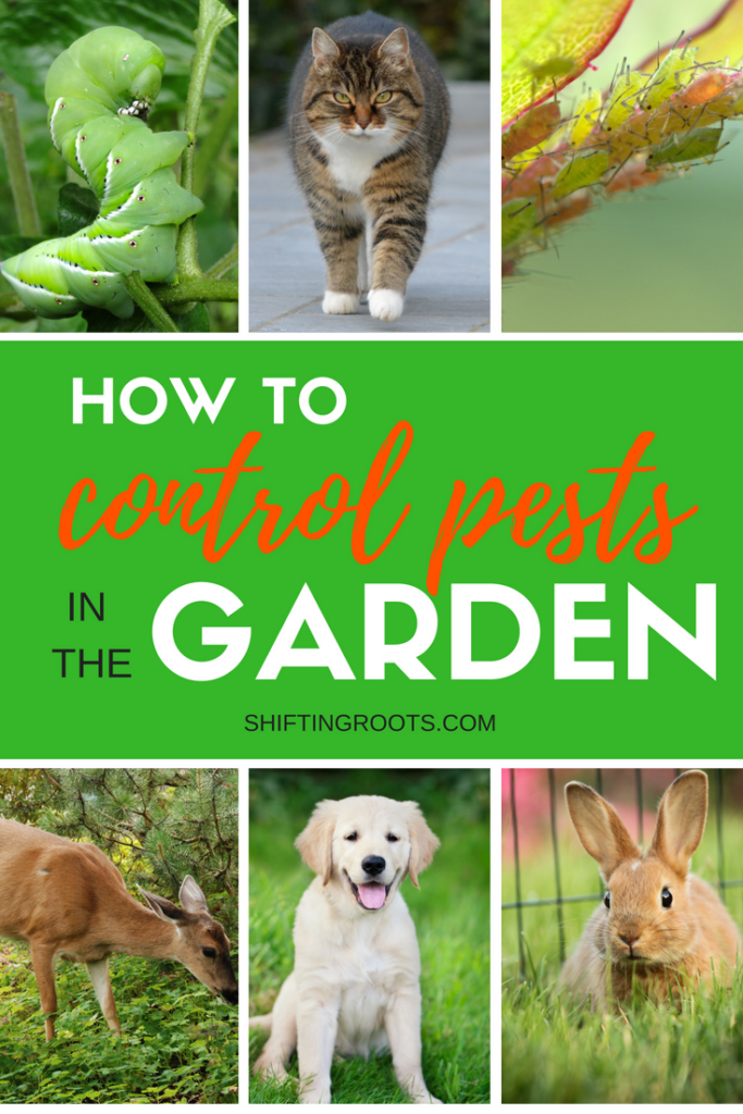 You've planted a beautiful vegetable garden or flower bed and now common pests are ruining everything!! I'll give you tips for how to get rid of or control insects, birds, rodents, cats, dogs, deer and more. #gardening #gardenpests #insects #cats #dogs #deer #bugs #rodents