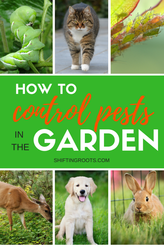 You've planted a beautiful vegetable garden or flower bed and now common pests are ruining everything!! I'll give you tips for how to get rid of or control insects, rodents, cats, dogs, deer and more. #gardening #gardenpests #insects #cats #dogs #deer #bugs #rodents