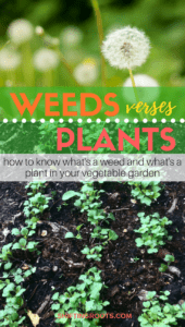 Planting a vegetable garden for the first time? You'll need to know how to figure out what are weeds and what are plants. Whether you garden in raised beds, small spaces, or by rows, you need to know these beginner gardening tips! #weeds #vegetablegardening #gardening #planting #seedlings #beginnergardener #firsttimegardener