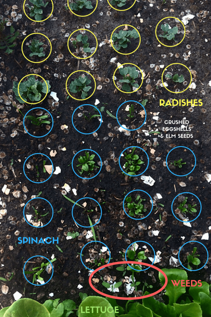 Planting a vegetable garden for the first time? You'll need to know how to figure out what are weeds and what are plants. Whether you garden in raised beds, small spaces, or by rows, you need to know these beginner gardening tips! #weeds #vegetablegardening #gardening #planting #seedlings #beginnergardener #firsttimegardener