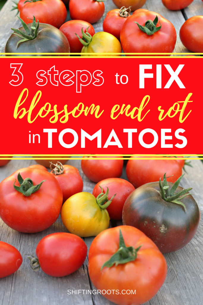 There's no more frustrating tomato growing problem to a beginner gardener than blossom end rot. I'll show you my 3 step process to get it out of your vegetable garden. #gardeningtips #tomatoes #growingtomatoes #tomatogrowing #beginnergardener #gardeningproblems