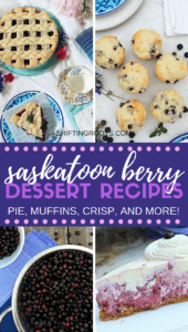 Looking for saskatoon berry recipes? I've rounded up all my favourite pie, cake, muffin, cheesecake, and crisp recipes. They're all delicious summer dessert recipes and can be substituted with blueberries in a pinch. #saskatoonberry #saskatoonberryrecipes #summerdessertrecipes #summerdessert #easydessert