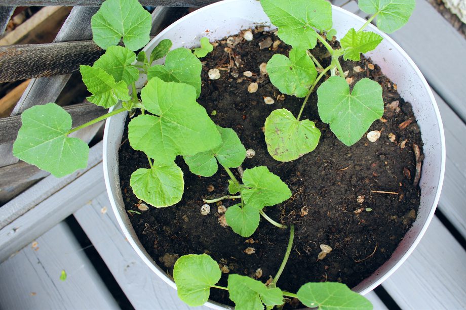 Do you dream of having a container vegetable garden on your patio, balcony, or other small space?  Gardening in pots can be tricky for beginners--here's 8 mistakes you'll want to avoid. #gardening #containergardening #pots #vegetables #vegetablegardening #beginners #plantcare