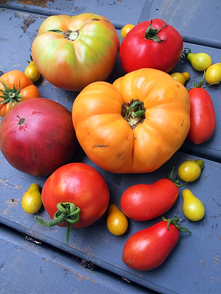 Beautiful heirloom tomatoes, including Amanta Orange, Black Krim, San Marzano, and yellow pear.
