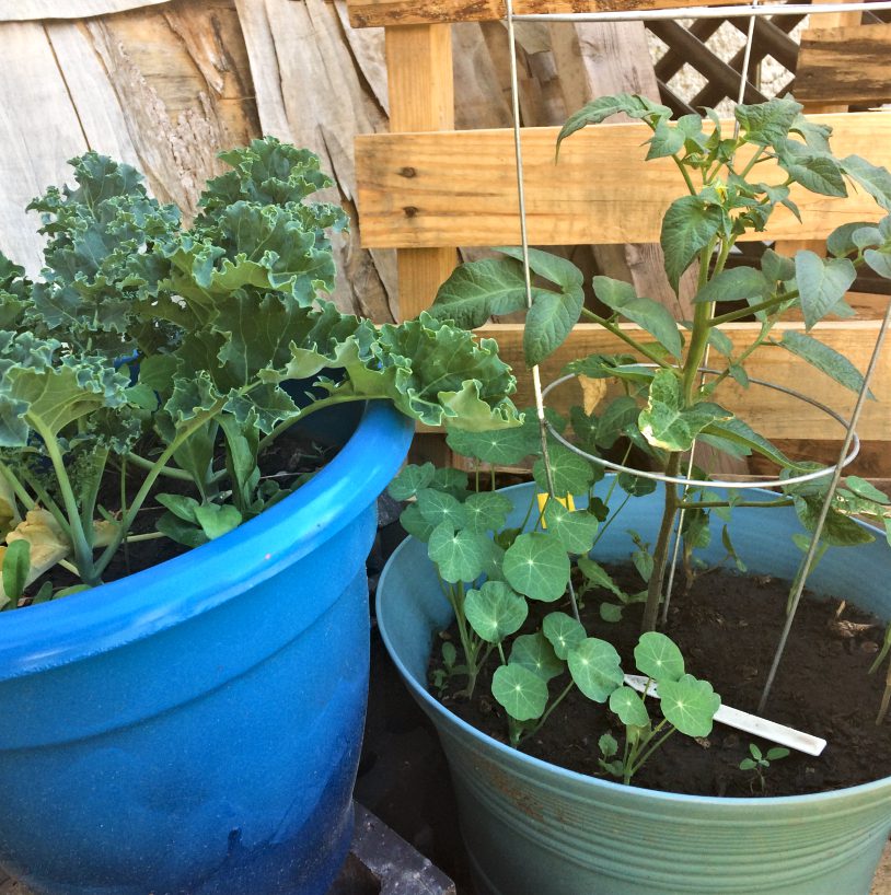 Do you dream of having a container vegetable garden on your patio, balcony, or other small space?  Gardening in pots can be tricky for beginners--here's 8 mistakes you'll want to avoid. #gardening #containergardening #pots #vegetables #vegetablegardening #beginners #plantcare
