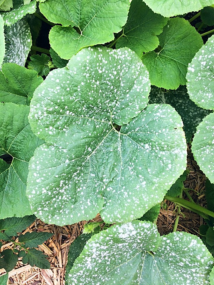 Need to get rid of powdery mildew on your squash, cucumbers, pumpkins, or zucchini?  I'll show you the treatment I use on the plants in my garden, and talk a bit about prevention for next time. #gardeningtips #powderymildew #vegetablegardening #vegetablegarden #beginnergardener #gardentips #gardeningtips