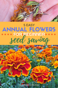 Seed saving annual flowers is way easier than I could have imagined. Here's 5 perfect-for-beginners plants to collect seeds this fall for a frugal flower garden next spring. #annuals #annualflowers #seeds #seedsaving #beginners #garden #gardening #flowergarden #flower #tips #ideas