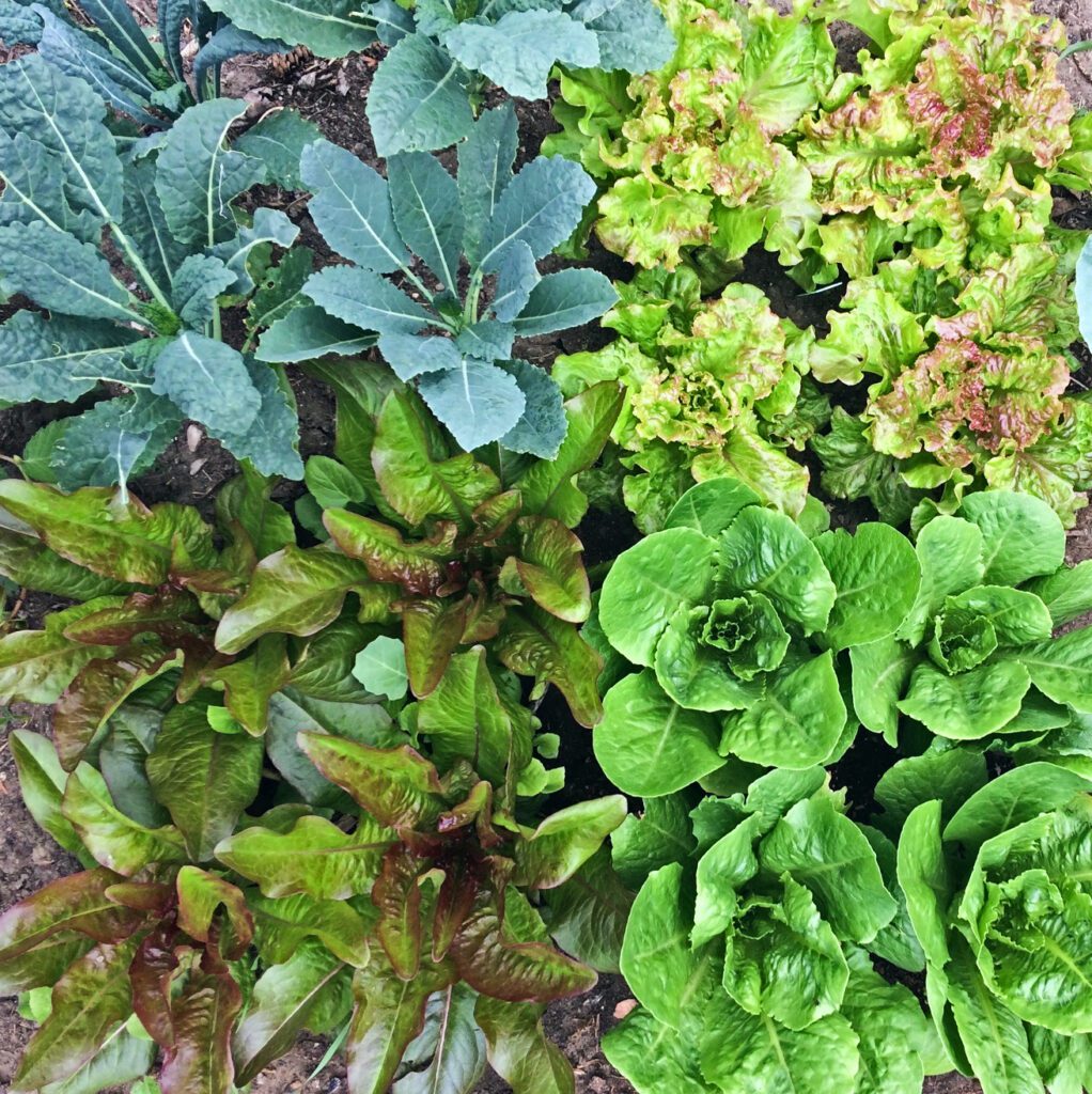 Lettuce and kale are both beautiful and tasty vegetables in the garden.  They are easy to grow for beginners, grow in small spaces, and regrow when you cut them. #lettuce #kale #garden #gardening #vegetable 