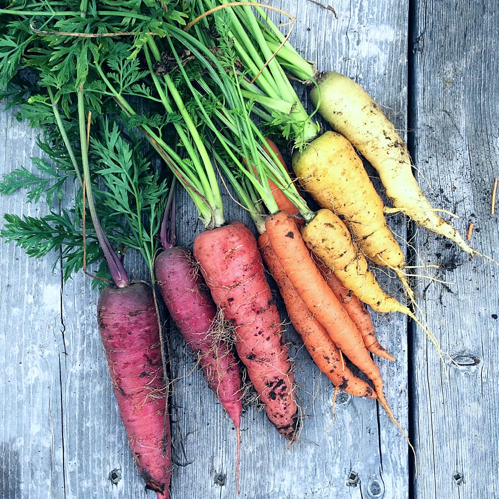A bunch of freshly harvested carrots in various colors—purple, red, orange, and yellow—with green tops, placed on a weathered wooden surface. The roots are still covered in soil, showcasing the natural, unwashed state of the vegetables.