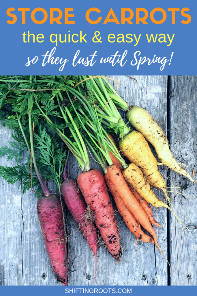 Wondering how to store your carrots so they'll last until Spring?  I'll show you six ways: refrigeration, root cellar, pressure canning, pickling, freezing, and dehydrating. #carrots #canning #pickling #preserving #storage #gardening #harvest