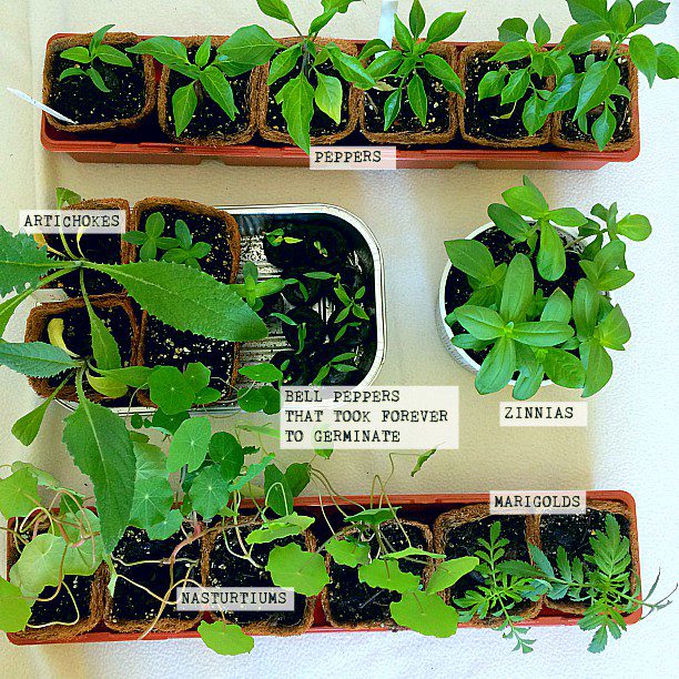 Seed starting is so exciting in the winter! I love to save money and be frugal in the garden. It's easy to start flowers and vegetables like tomatoes, peppers, zinnias, marigolds and more! #seeds #seedstarting #spring #garden #gardening #frugal #cheap #diy