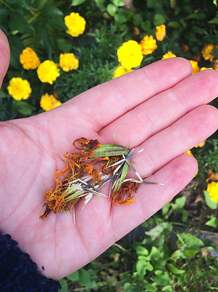 Seed saving annual flowers is way easier than I could have imagined.  Here's 5 perfect-for-beginners plants to collect seeds this fall for a frugal flower garden next spring. #annuals #annualflowers #seeds #seedsaving #beginners #garden #gardening #flowergarden #flower #tips #ideas