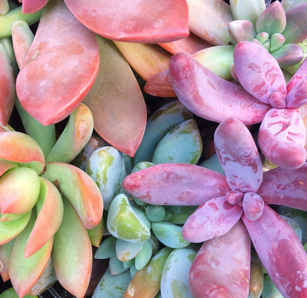 I'm in love with these rainbow succulents, but they're constantly dying indoors in my containers and terrariums.  Here's how to care for them instead, plus some tips for propagating tired looking succulents into beautiful decor. #succulents #indoorgardening