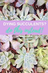 Are your succulents constantly dying indoors in containers or terrariums? Here's how to care for them instead, plus some tips for propagating tired looking succulents into beautiful decor. #succulents #indoorgardening