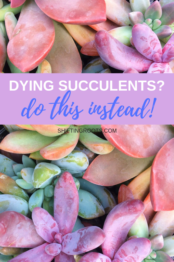 Are your succulents constantly dying indoors in containers or terrariums?  Here's how to care for them instead, plus some tips for propagating tired looking succulents into beautiful decor, or as filler for your garden next spring. #succulents #indoorgardening