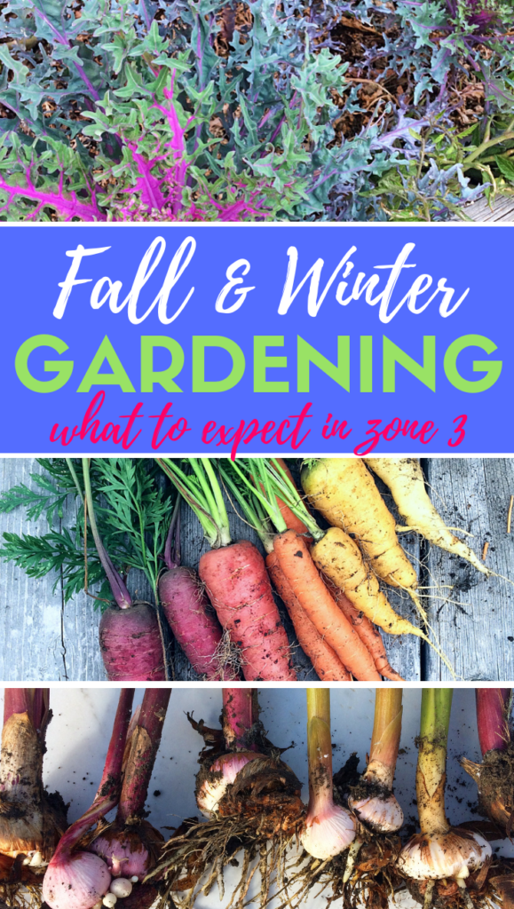 Want to start a fall or winter garden in zone 3?  I'll help you manage your expectations and give you tips on what you can do with annual and perennial flowers, seeds and seed saving, vegetables, and more. #gardening #fall #winter #beginners #tips #ideas #seeds #perennials #annuals #flowers #vegetables