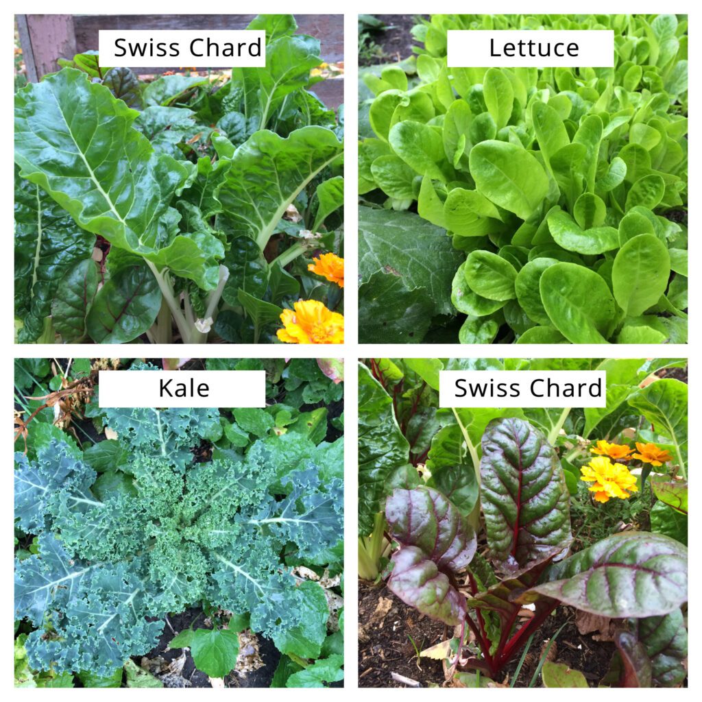 Want to start a fall or winter garden in zone 3? I'll help you manage your expectations and give you tips on what you can do with annual and perennial flowers, seeds and seed saving, vegetables, and more. #gardening #fall #winter #beginners #tips #ideas #seeds #perennials #annuals #flowers #vegetables