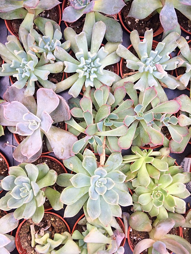 Are your succulents constantly dying indoors in containers or terrariums?  Here's how to care for them instead, plus some tips for propagating tired looking succulents into beautiful decor. #succulents #indoorgardening