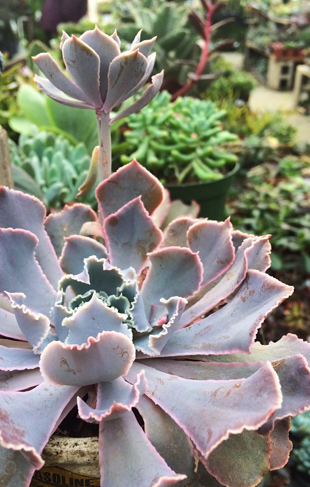 Are your succulents constantly dying indoors in containers or terrariums?  Here's how to care for them instead, plus some tips for propagating tired looking succulents into beautiful decor. #succulents #indoorgardening