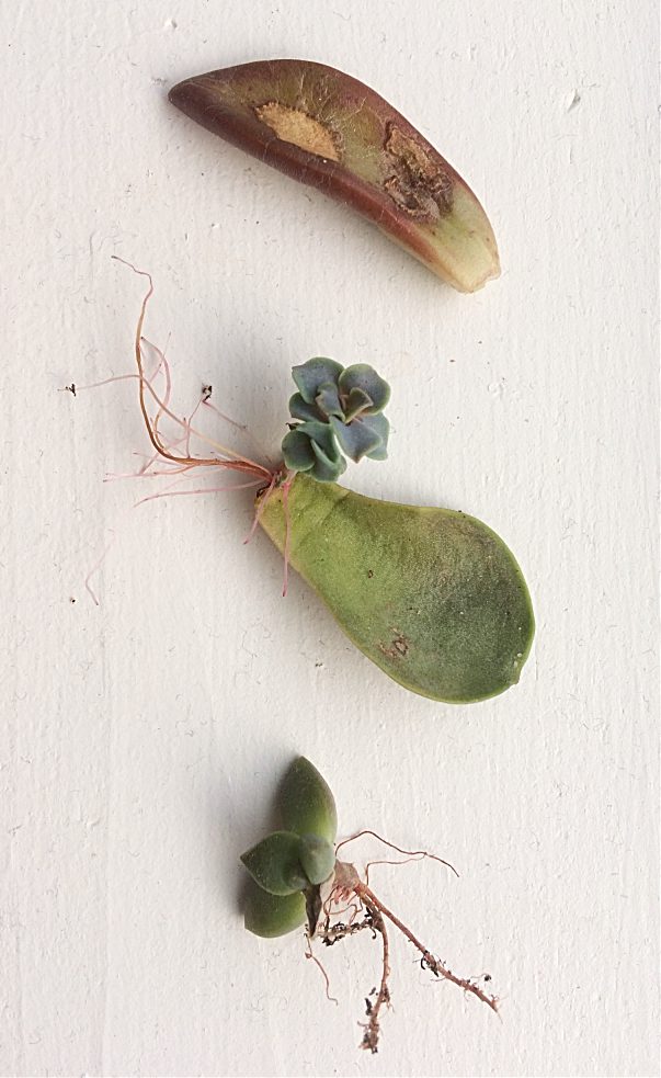 Propagating succulents is easy and fun!  Here's what to do when your indoor plants are looking tired and you want to save money gardening. #succulents #care #propagating