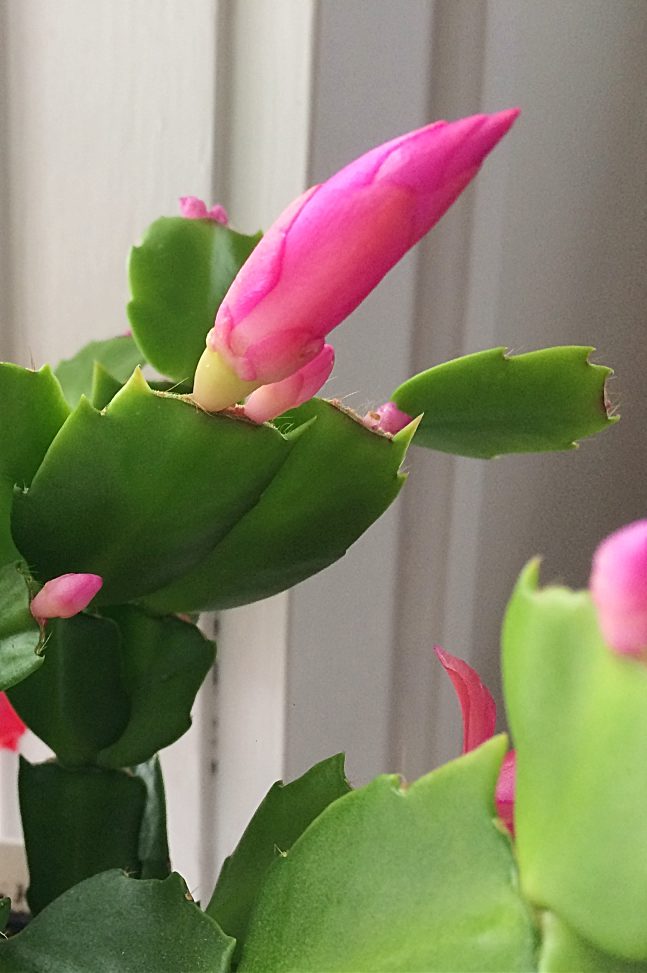 Does your Christmas Cactus refuse to bloom?  Succulent houseplants are supposed to be easy!!  Stop seething with jealousy and try these 5 Christmas cactus care solutions to get your flower blooming again.  You'll never guess the tips about watering and repotting!! #christmascactus #thanksgivingcactus #houseplants #succulents
