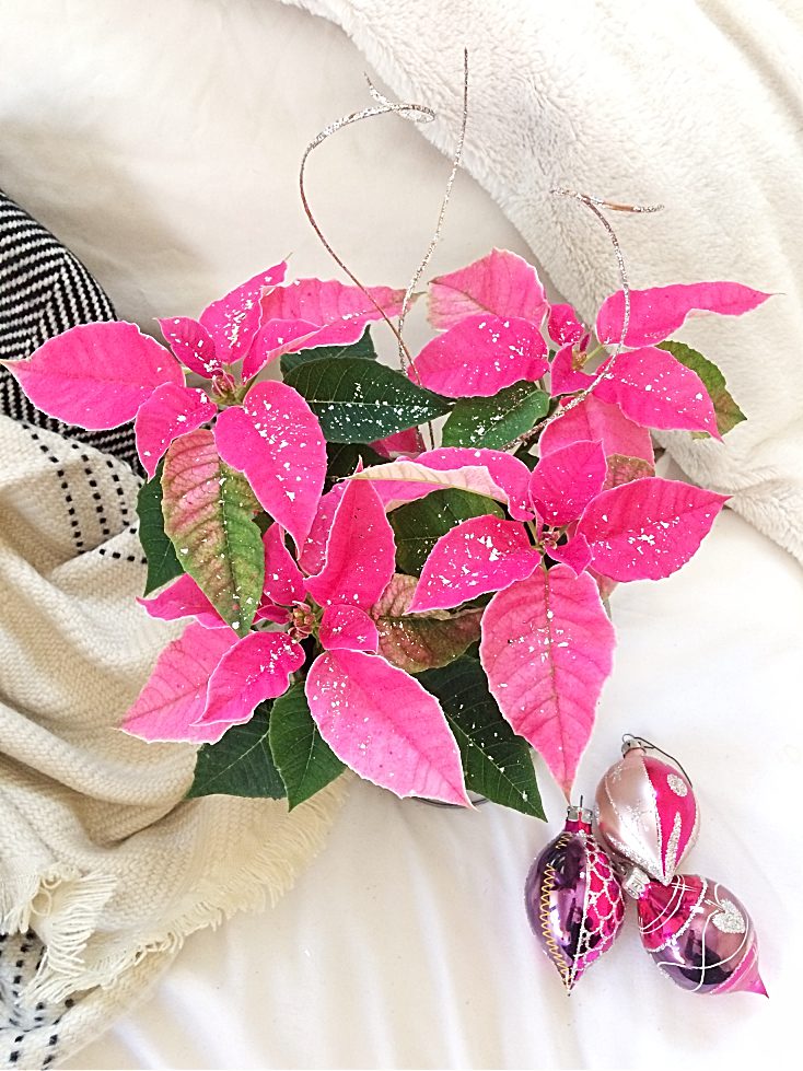 You can easily DIY a cheap and boring poinsettia plant into a beautiful centrepiece for your Christmas or Holiday decor and gifts!  I'll show you some easy ideas with different colours of poinsettia flowers.  Get inspired and create your own! #poinsettia #christmas #holiday #diy #centrepiece