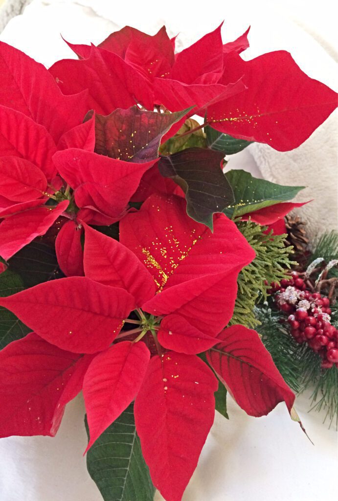 You can easily DIY a cheap and boring poinsettia plant into a beautiful centrepiece for your Christmas or Holiday decor and gifts!  I'll show you some easy ideas with different colours of poinsettia flowers.  Get inspired and create your own! #poinsettia #christmas #holiday #diy #centrepiece