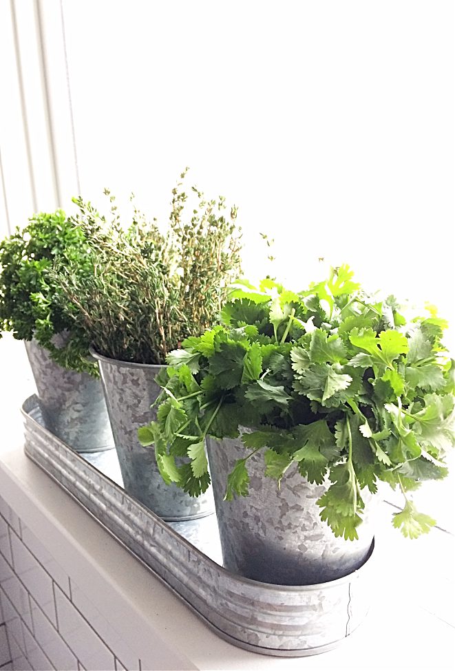 What a cute windowsill herb garden!  You can make your own diy one for your apartment in 5 minutes or less.  Just grab a cute container or planter and I'll show you the rest. #herbgarden #wintergarden #kitchengarden