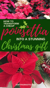 You can easily DIY a cheap and boring poinsettia plant into a beautiful centrepiece for your Christmas or Holiday decor and gifts! I'll show you some easy ideas with different colours of poinsettia flowers. Get inspired and create your own! #poinsettia #christmas #holiday #diy #centrepiece
