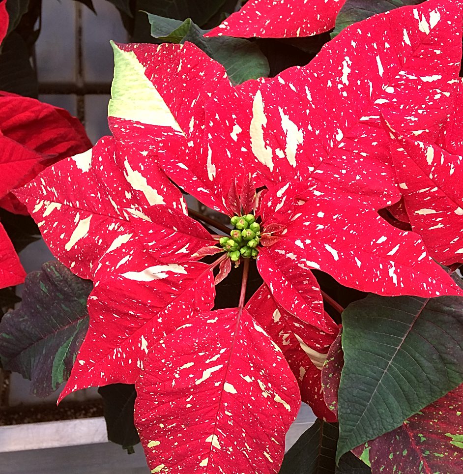 Nobody wants to receive a poinsettia plant as a gift this holiday, only to have it die before Christmas! Avoid that fate with these tips for poinsettia flower care. #poinsettia #Christmas #holiday #houseplants